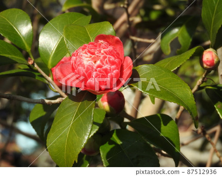 Camellia: Red sardine / Red Karako 87512936