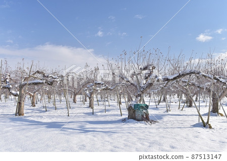 遠眺長野市南赤沼的蘋果園，在元旦初三成為雪景 87513147