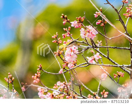 早春的南房總美景、盛開的賴朝櫻花和可愛的日本白眼 87513210
