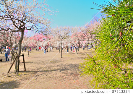 Bairin in Omiya Daini Park Spring, Omiya Ward, Saitama City, Saitama Prefecture 87513224