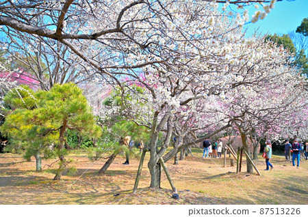 Bairin in Omiya Daini Park Spring, Omiya Ward, Saitama City, Saitama Prefecture 87513226