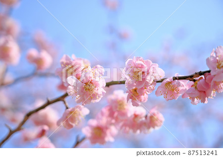 Bairin in Omiya Daini Park Spring, Omiya Ward, Saitama City, Saitama Prefecture 87513241