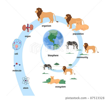 Biological organization and ecosystem flat vector illustration isolated. 87513328
