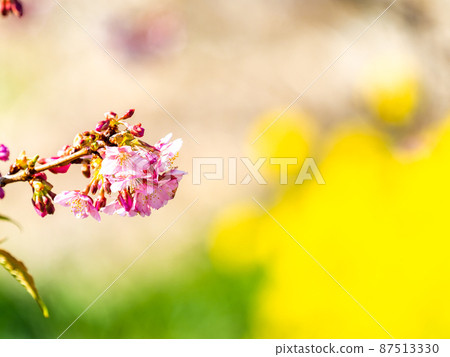 A beautiful view of Minamiboso in early spring, beautifully blooming Yoritomo cherry blossoms 87513330
