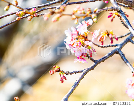 A beautiful view of Minamiboso in early spring, beautifully blooming Yoritomo cherry blossoms 87513331
