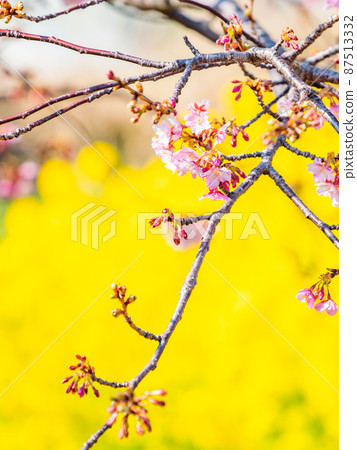 A beautiful view of Minamiboso in early spring, beautifully blooming Yoritomo cherry blossoms 87513332