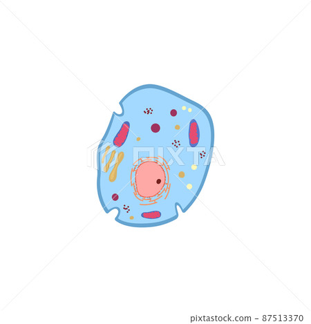 Biological cell or unicellular organism anatomy vector illustration isolated. 87513370