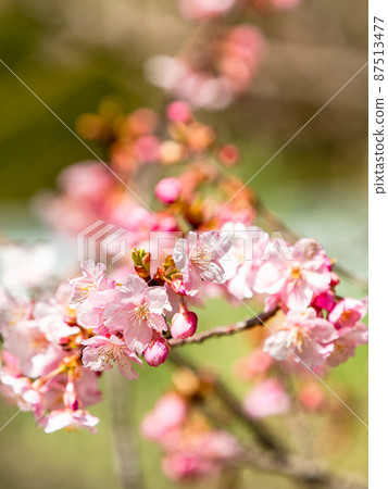 A beautiful view of Minamiboso in early spring, beautifully blooming Yoritomo cherry blossoms 87513477