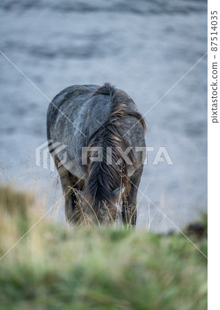 Front view of Icelandic native horse feeding with hidden head Front view of Icelandic native horse feeding with hidden head 87514035