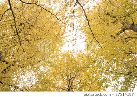 東京小田黑公園秋葉風光 87514197