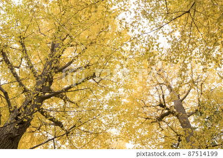 東京小田黑公園秋葉風光 87514199