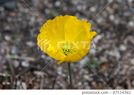 Iceland Poppy Iceland Poppy 87514362