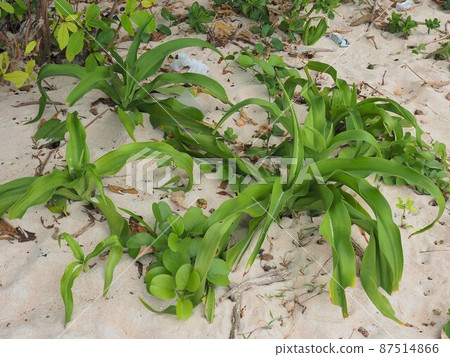 沖繩縣波照間島濱湯 87514866