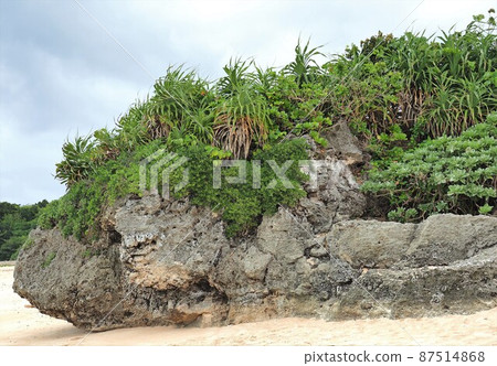 沖繩縣波照間島西濱石灰岩露頭 沖繩縣波照間島西濱石灰岩露頭 87514868