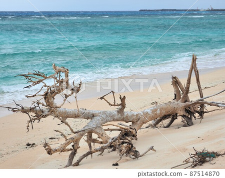 沖繩縣波照間島浮木 沖繩縣波照間島浮木 87514870