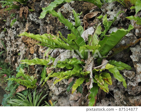 沖繩縣波照間島 Asplenium antiquum 87514877