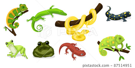 Reptile vector animal reptilian character. Serpent, reptile and amphibians, frog, iguana and python vector illustration set. Cartoon exotic amphibian and reptiles 87514951
