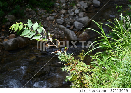 夏日野草伸向河邊的風景 夏日野草伸向河邊的風景 87515029