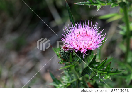 Shoot thistle Shoot thistle 87515088