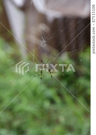 Spider web spider web Spider web spider web 87515106
