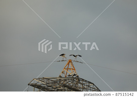 Stork 2021 Stork 2021 87515142