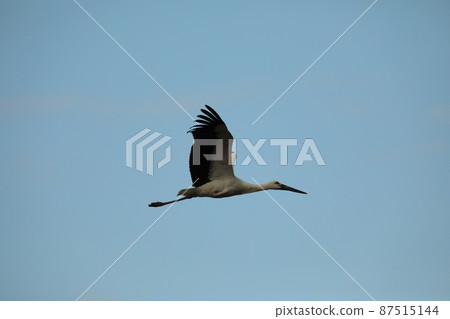 Stork 2021 87515144
