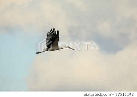 Stork 2021 Stork 2021 87515148
