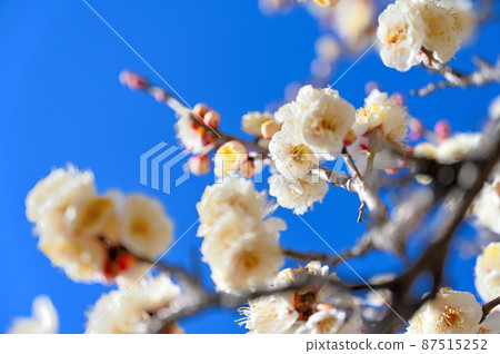 Umebayashi of Omiya Daini Park Yae Fuyutsu, Omiya Ward, Saitama City, Saitama Prefecture 87515252