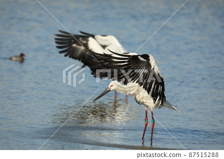 Stork 2022 Stork 2022 87515288