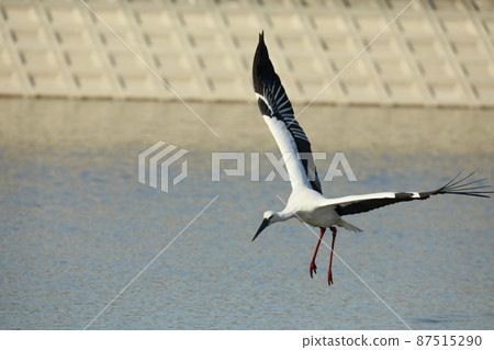 Stork 2022 87515290