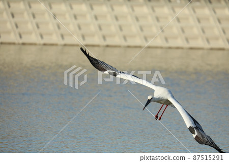 Stork 2022 87515291