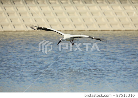 Stork 2022 87515310