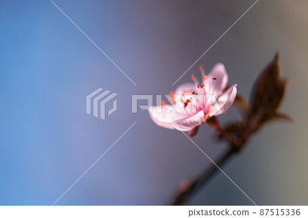 Macro cherry blossom flower background. 87515336