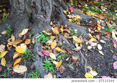散落在櫻花樹下的枯葉景觀 散落在櫻花樹下的枯葉景觀 87515544