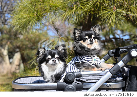 Enjoy a walk on a dog cart Chihuahua multi-headed 87515610