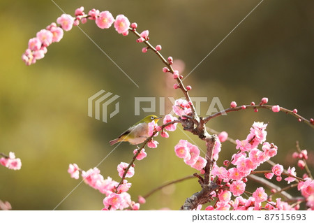 八木垂梅與貓 2022 87515693