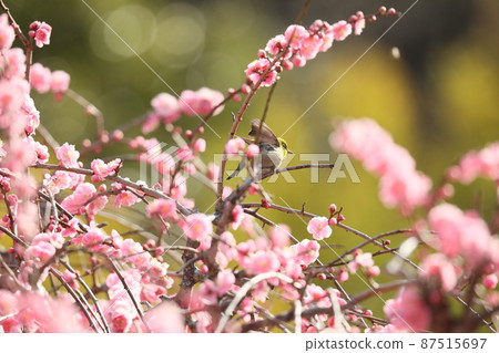 Yagi weeping plum and cat 2022 Yagi weeping plum and cat 2022 87515697