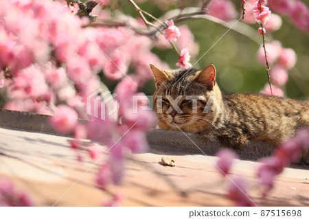 Yagi weeping plum and cat 2022 87515698