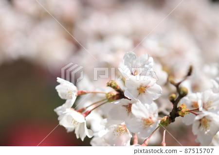 櫻花景色（富山縣小矢部市城山公園） 87515707