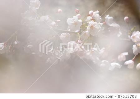 櫻花風景～霞～（富山縣小矢部市城山公園） 87515708