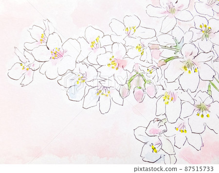 櫻花盛開插圖水彩畫 87515733