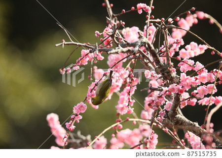 八木垂枝梅和貓 202 87515735