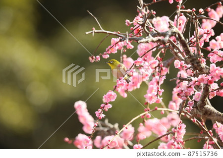 Yagi weeping plum and cat 202 87515736
