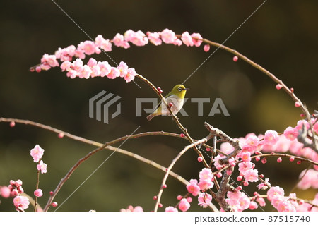 八木垂枝梅和貓 202 87515740