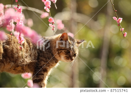 八木垂枝梅和貓 202 87515741