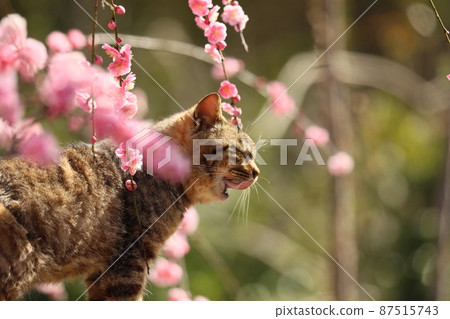 八木垂枝梅和貓 202 87515743