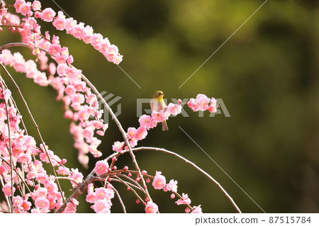 Yagi weeping plum and cat 2022 Yagi weeping plum and cat 2022 87515784