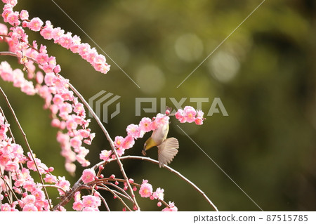 Yagi weeping plum and cat 2022 Yagi weeping plum and cat 2022 87515785
