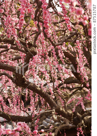 Yagi of weeping plum 2022 87515787