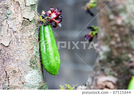 Averrhoa Bilimbi L. fruits on a tree 87515844